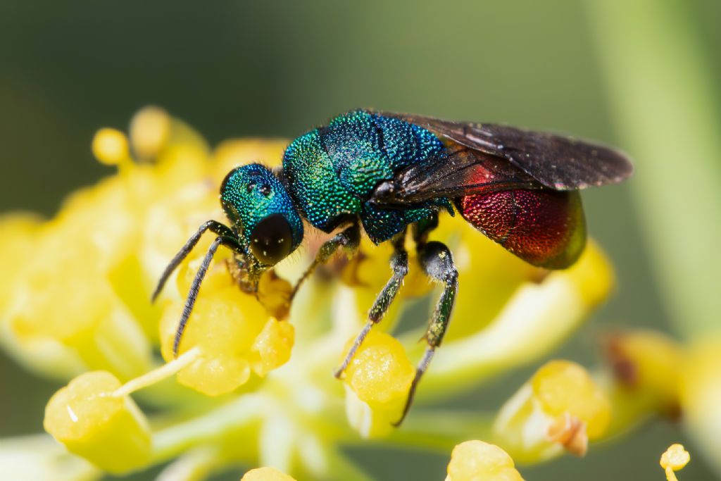 Chrysididae sp.